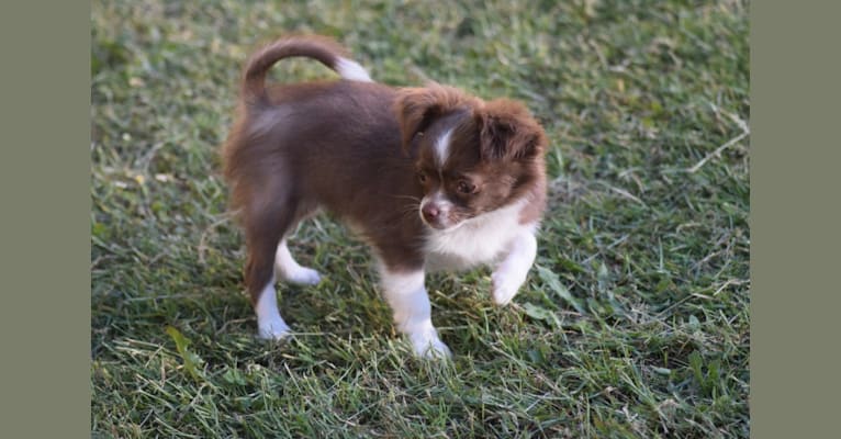 Elyza, a Chihuahua tested with EmbarkVet.com