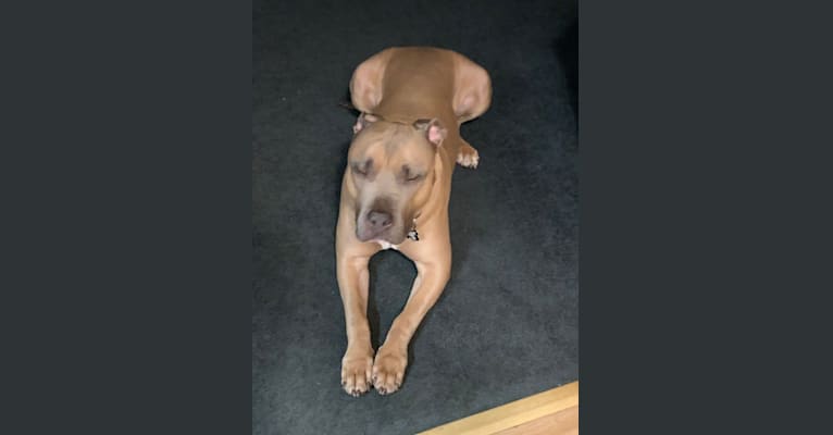 Photo of Maverick, an American Pit Bull Terrier and American Staffordshire Terrier mix in Levittown, Pennsylvania, USA