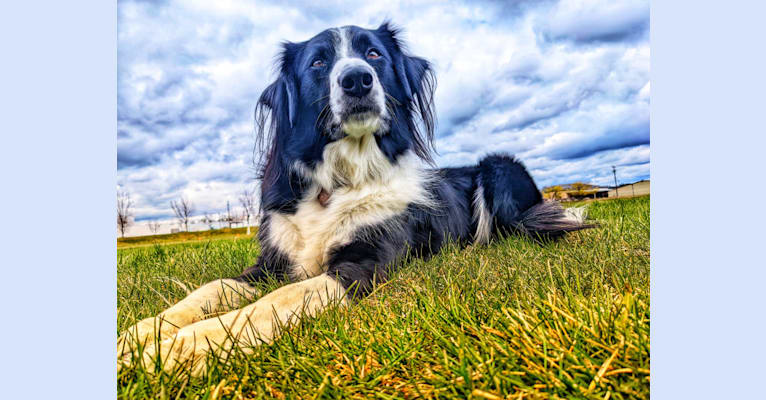 Photo of Milo, a Border Collie, McNab, and Shetland Sheepdog mix in Spokane, Washington, USA