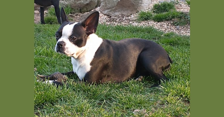 Wynnie, a Boston Terrier tested with EmbarkVet.com