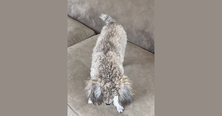 Photo of Graycie, a Poodle (Small)  in Crane, MO, USA