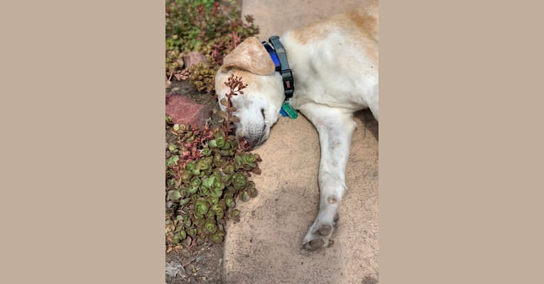 Lizzie, an American Foxhound tested with EmbarkVet.com