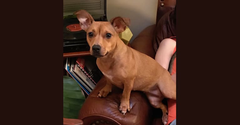 Catherine, an American Pit Bull Terrier and Dachshund mix tested with EmbarkVet.com