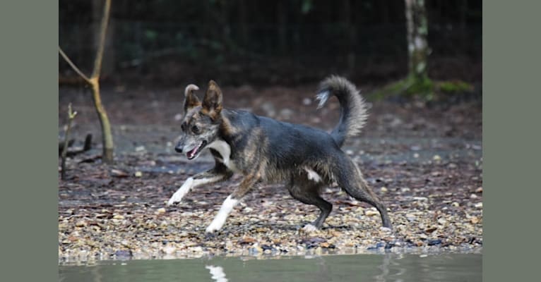 Little Pester, a Border Collie and Russell-type Terrier mix tested with EmbarkVet.com