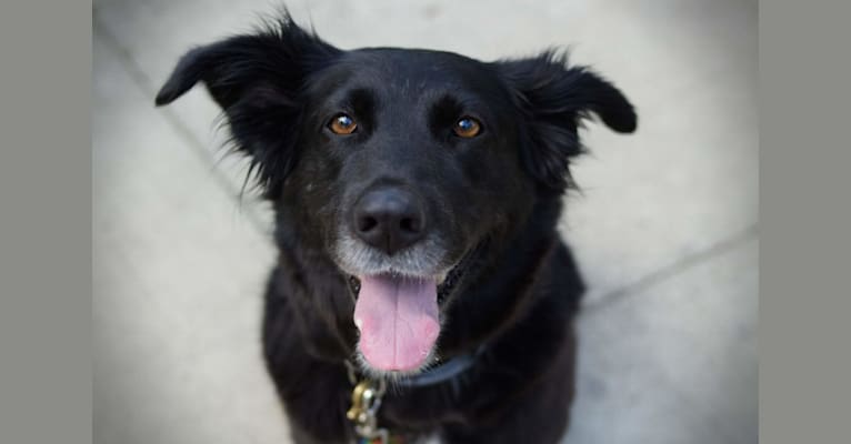 Photo of Troi, a German Shepherd Dog, American Pit Bull Terrier, Labrador Retriever, and Mixed mix in Louisville, Kentucky, USA