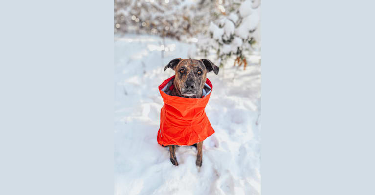 Photo of Wren, a Catahoula Leopard Dog and Rottweiler mix in Minnesota, USA