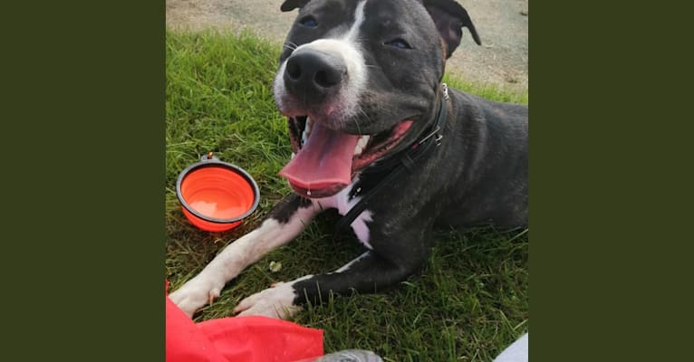 Loki, a Staffordshire Bull Terrier and American Pit Bull Terrier mix tested with EmbarkVet.com