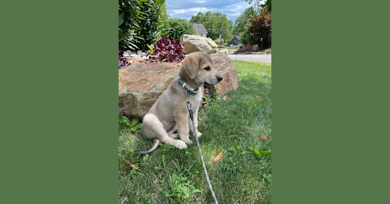 Sadie, a Great Pyrenees and German Shepherd Dog mix tested with EmbarkVet.com