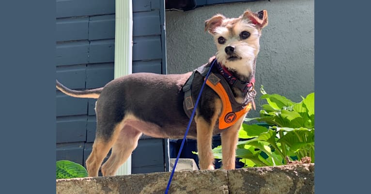 Rosie, a Yorkshire Terrier and Chihuahua mix tested with EmbarkVet.com