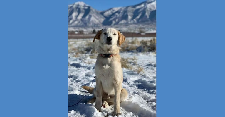 Eddie, a Labrador Retriever and Siberian Husky mix tested with EmbarkVet.com