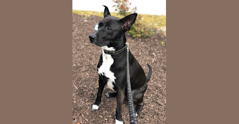 Rocky, an American Pit Bull Terrier and Akita mix tested with EmbarkVet.com