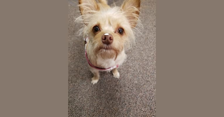 Secret, a Chihuahua and Poodle (Small) mix tested with EmbarkVet.com