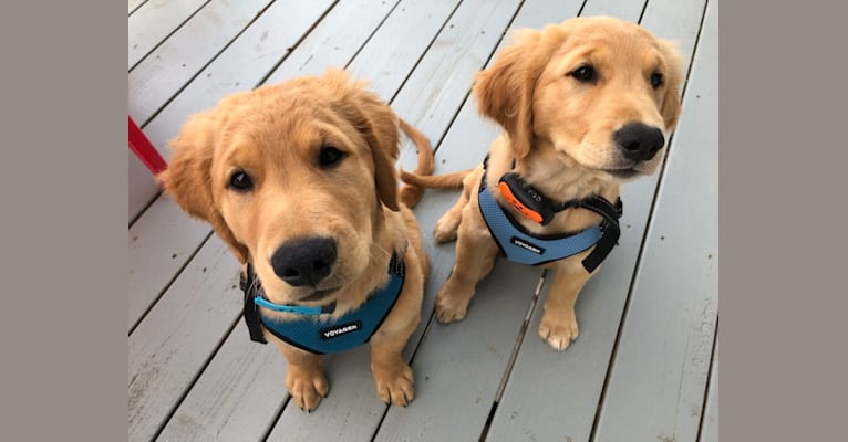 Moose, a Golden Retriever tested with EmbarkVet.com