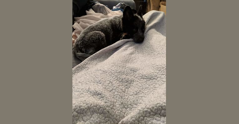Odin 'stinky butt' Mussatti, an Australian Cattle Dog tested with EmbarkVet.com