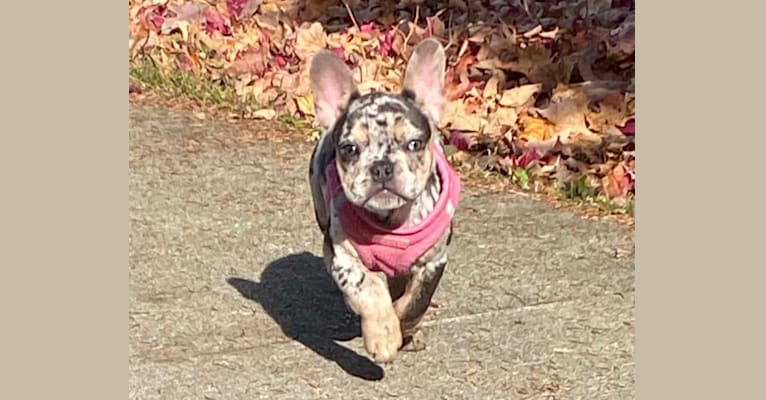 Remi, a French Bulldog tested with EmbarkVet.com
