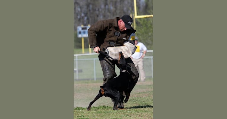 Deacon, a Doberman Pinscher tested with EmbarkVet.com