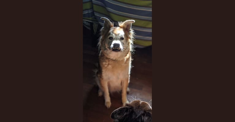 Chester, an American Eskimo Dog and Chow Chow mix tested with EmbarkVet.com