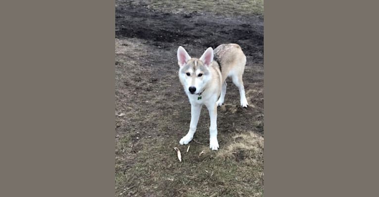 Nala, a German Shepherd Dog and Alaskan-type Husky mix tested with EmbarkVet.com