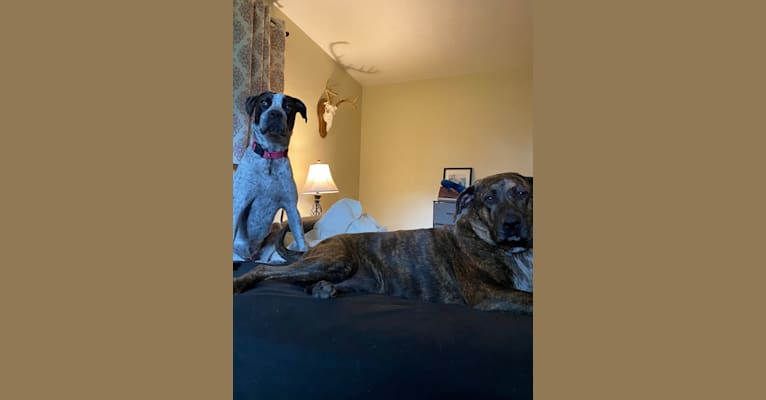 Photo of Pepper, an American Pit Bull Terrier, Cane Corso, Boxer, and Mixed mix in Cincinnati, Ohio, USA