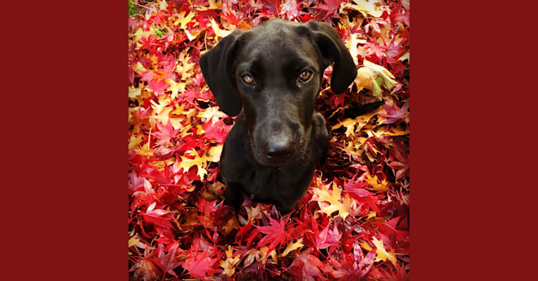 Effie Rose, a Chesapeake Bay Retriever and Labrador Retriever mix tested with EmbarkVet.com