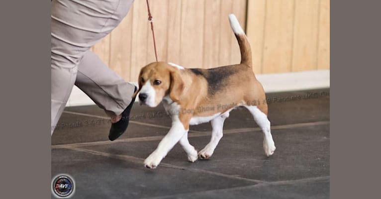 Peter, a Beagle tested with EmbarkVet.com