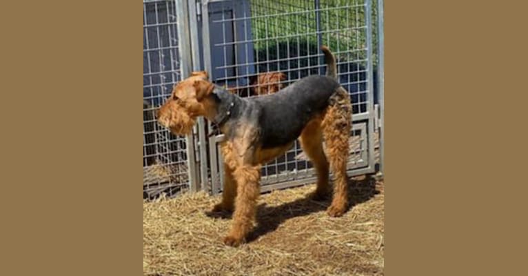Roxy Von Pape, an Airedale Terrier tested with EmbarkVet.com