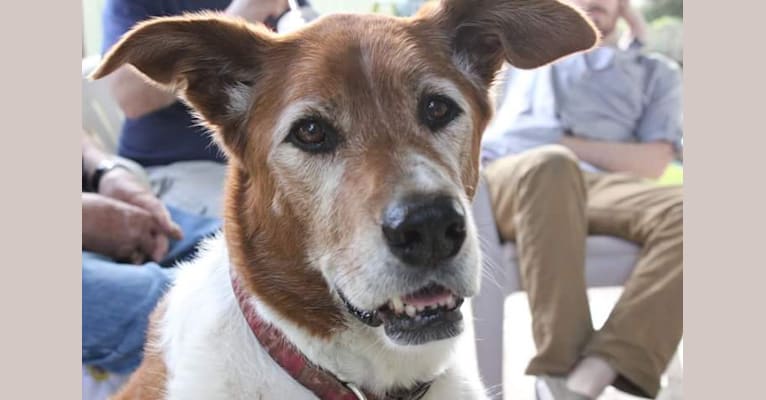 Millie, a Staffordshire Terrier and Golden Retriever mix tested with EmbarkVet.com