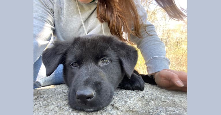 Photo of Otto (Othello), a German Shepherd Dog and Newfoundland mix in Demorest, GA, USA