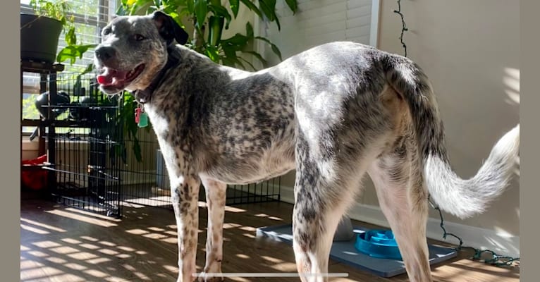 Ace, an Australian Cattle Dog and Labrador Retriever mix tested with EmbarkVet.com