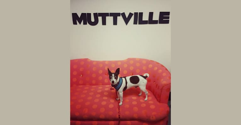 Topper, a Chihuahua tested with EmbarkVet.com