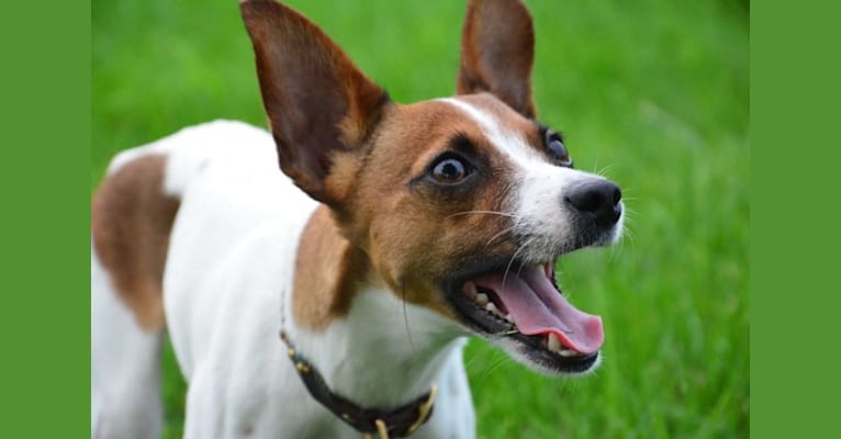 Delilah, a Russell-type Terrier and Rat Terrier mix tested with EmbarkVet.com