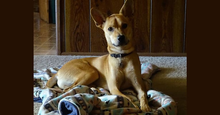 Bean, a Chow Chow and Chihuahua mix tested with EmbarkVet.com