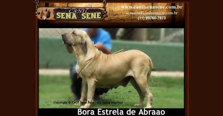 Bora Estrela de Abraao, a Fila Brasileiro tested with EmbarkVet.com
