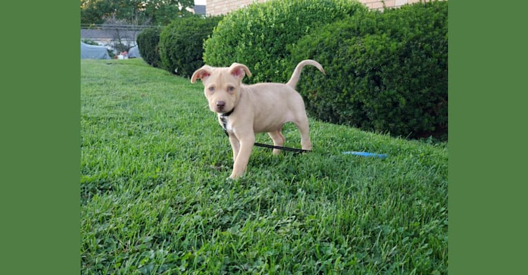 Kip, a Siberian Husky and American Pit Bull Terrier mix tested with EmbarkVet.com