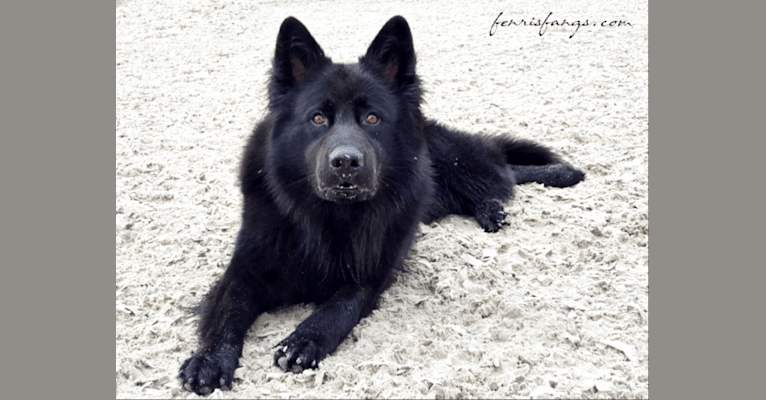 Photo of DARYUN, a German Shepherd Dog  in Lochem, Netherlands