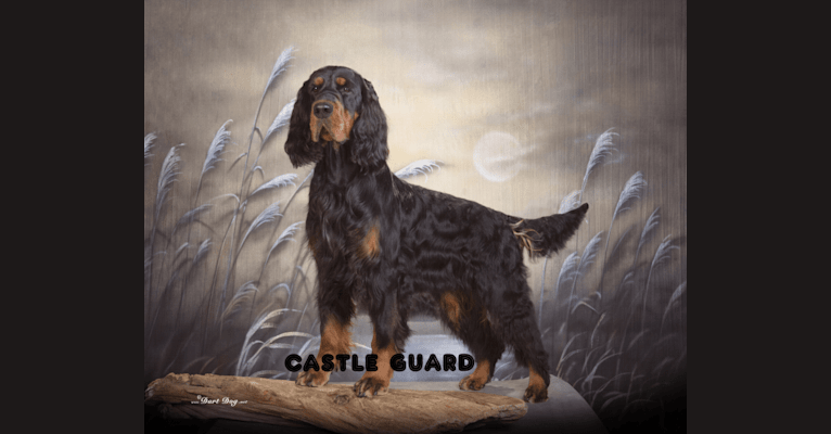 Oakisle Sassenach Castle Guard, a Gordon Setter tested with EmbarkVet.com