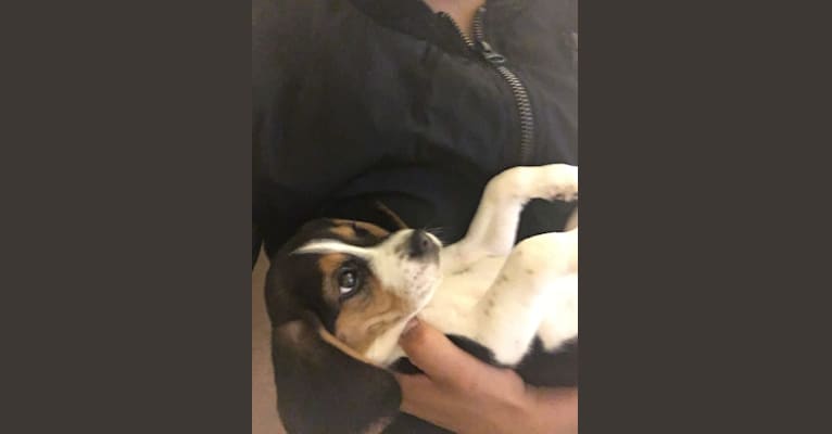 Chloe, a Beagle tested with EmbarkVet.com