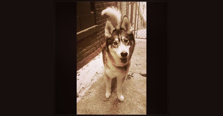 Mazzy, a Siberian Husky and Alaskan Malamute mix tested with EmbarkVet.com