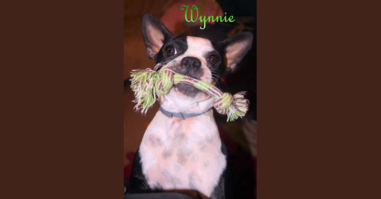 Photo of Wynnie, a Boston Terrier  in Elsie, Kentucky, USA