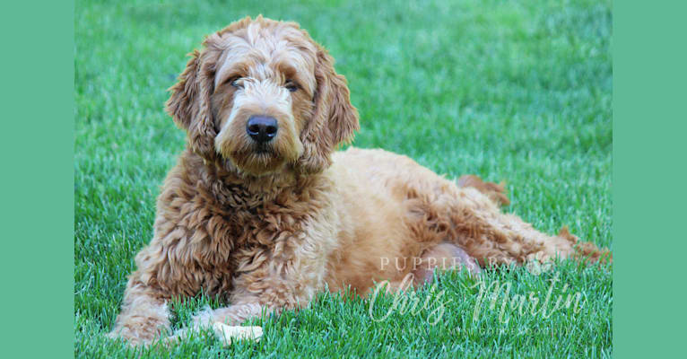 Rosy, a Goldendoodle tested with EmbarkVet.com