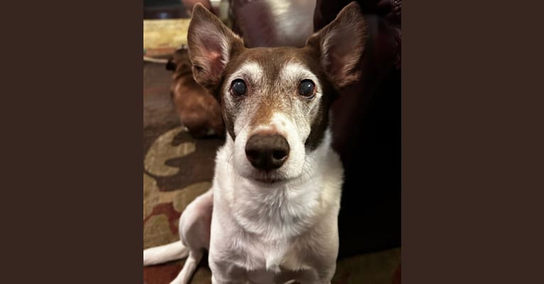 Bandit Walter, a Rat Terrier and Border Collie mix tested with EmbarkVet.com