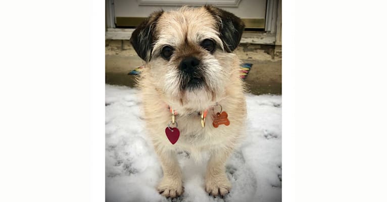 Winston, a Pugapoo tested with EmbarkVet.com
