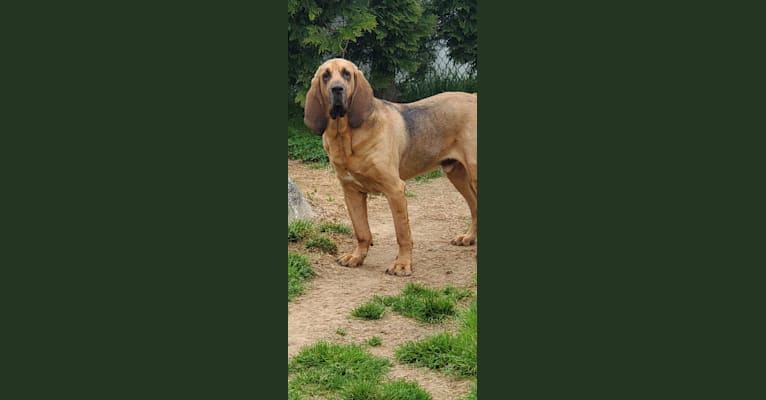 Photo of Otis, a Bloodhound  in Levittown, Pennsylvania, USA