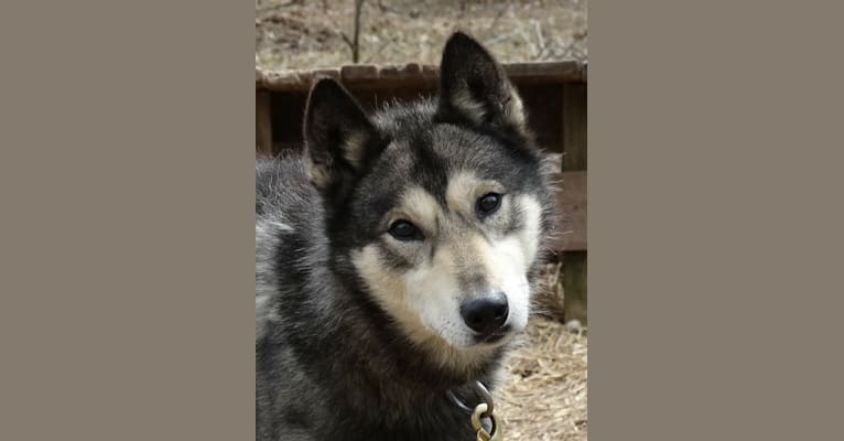 Euchre, a Siberian Husky tested with EmbarkVet.com