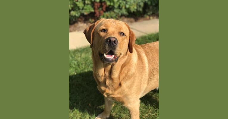 Archie, a Labrador Retriever tested with EmbarkVet.com
