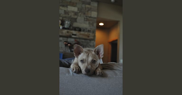 Photo of Milo, a Chihuahua and Mixed mix in Texas, USA