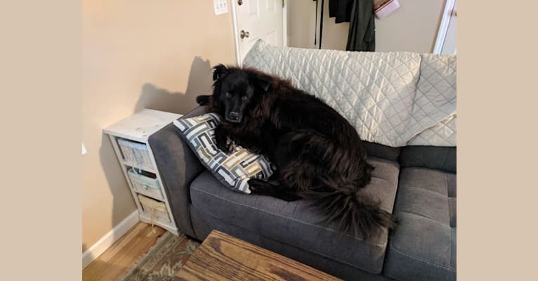 Teddy, a Rottweiler and Samoyed mix tested with EmbarkVet.com