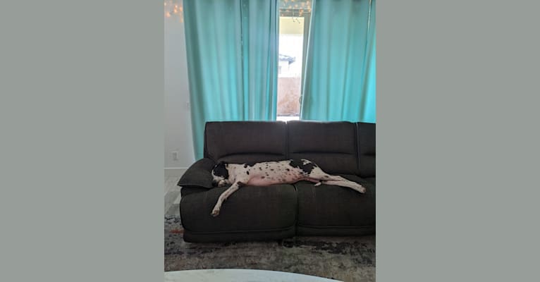 Sawyer, a Great Dane tested with EmbarkVet.com