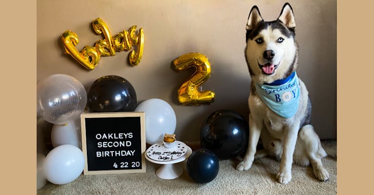 Oakley, a Siberian Husky tested with EmbarkVet.com