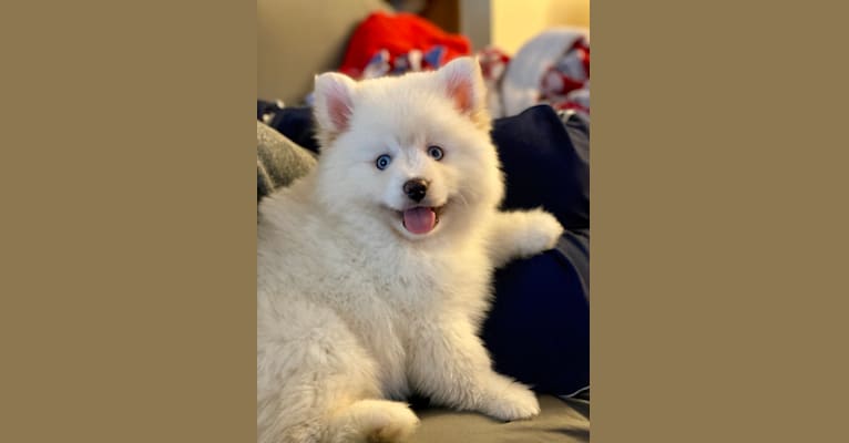 Jackson, a Pomsky tested with EmbarkVet.com